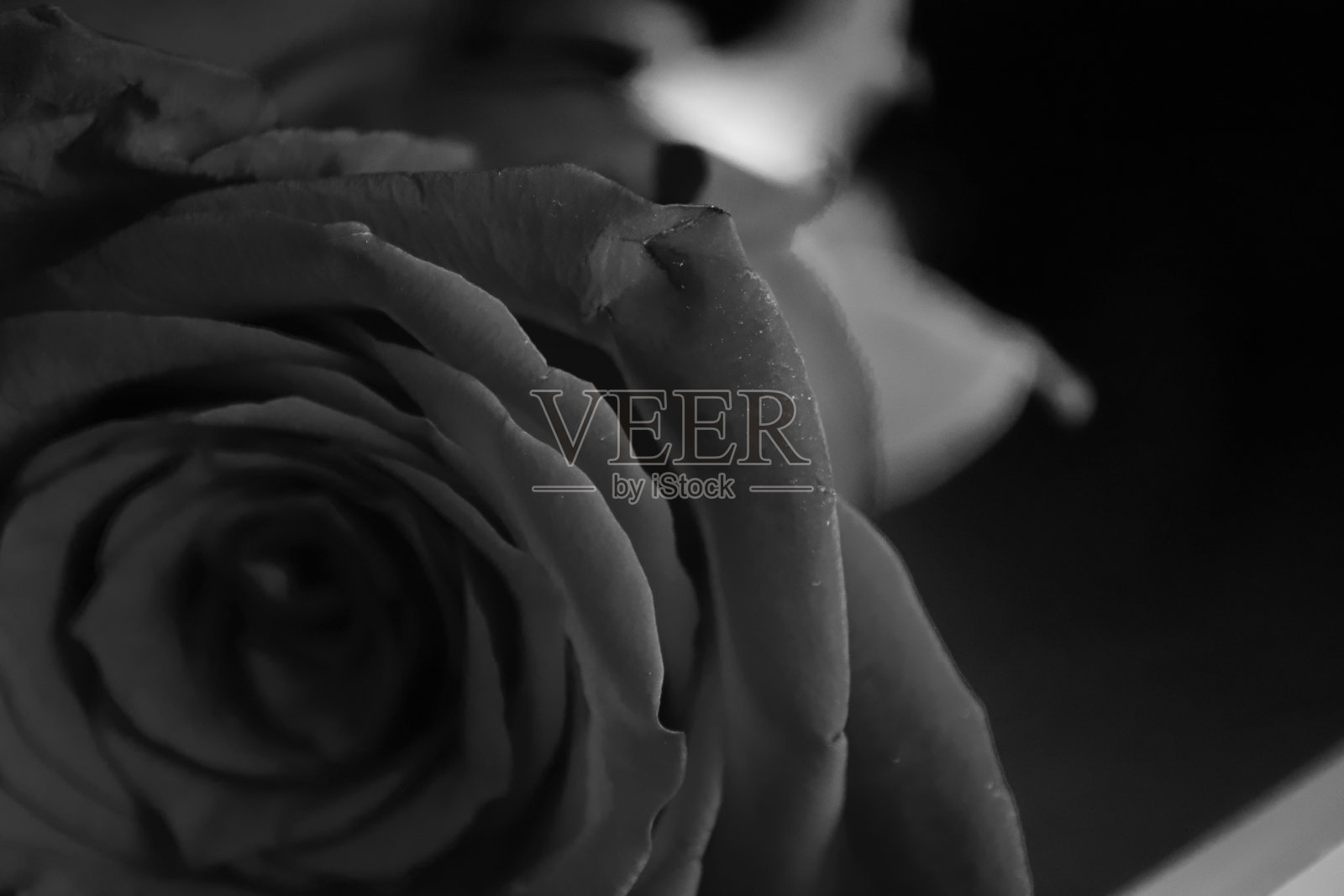 玫瑰是黑色的照片摄影图片