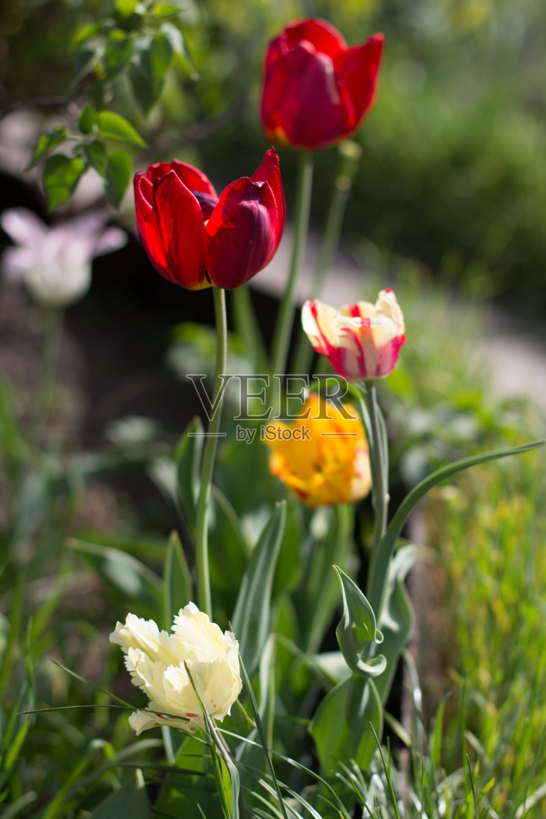 春天，红色郁金香生长在花园里照片摄影图片