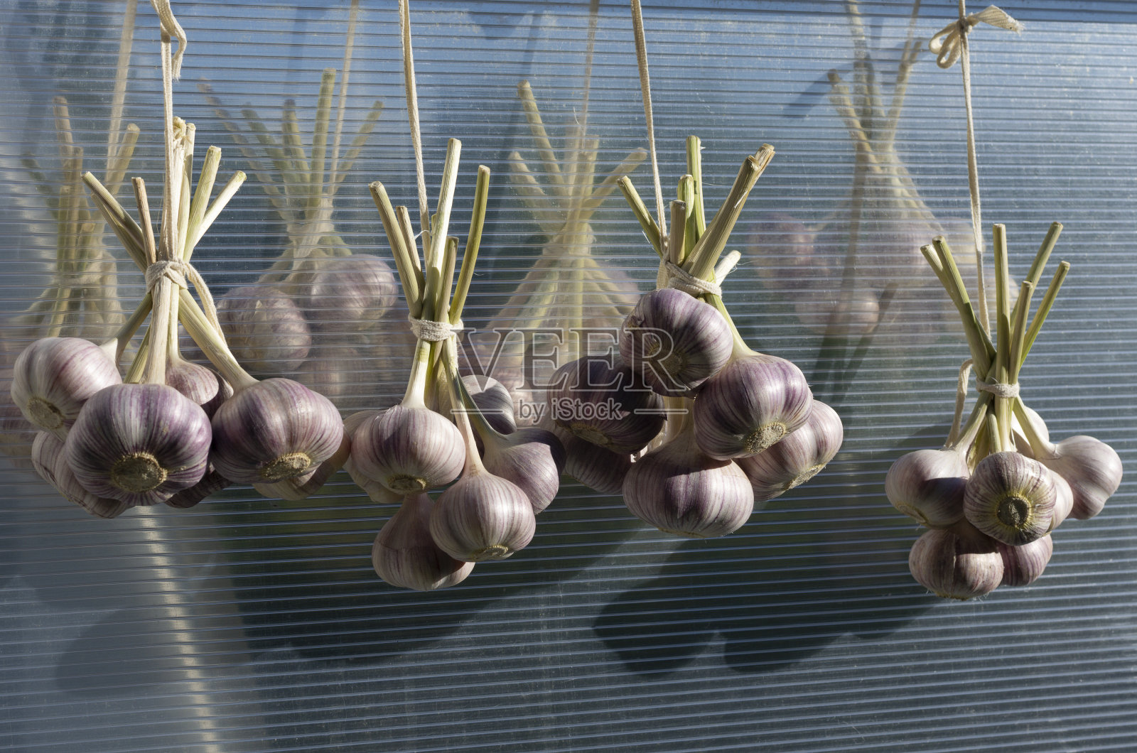蒜头捆成束，挂在温室里照片摄影图片