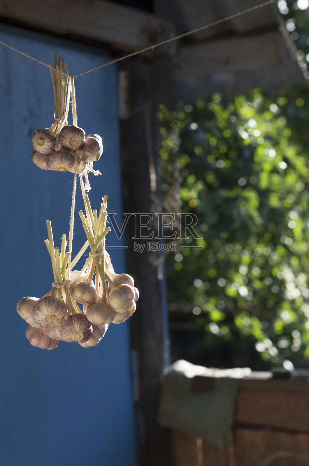 一捆捆新鲜采摘的大蒜挂在墙上照片摄影图片