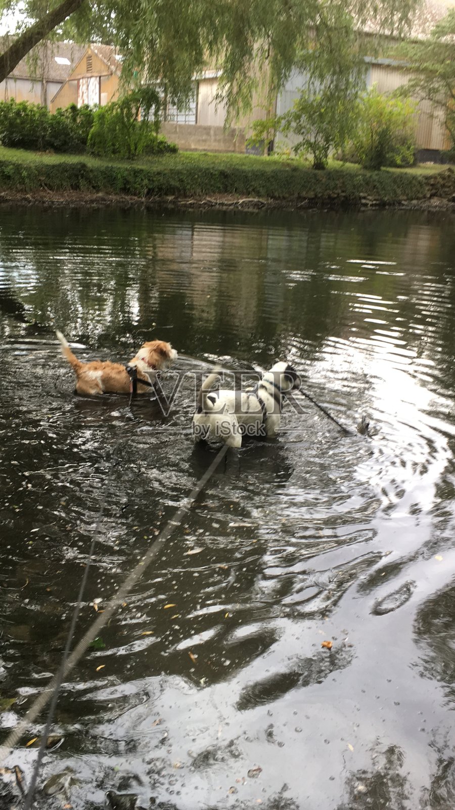 狗在水里玩，狗爱，宠物爱照片摄影图片