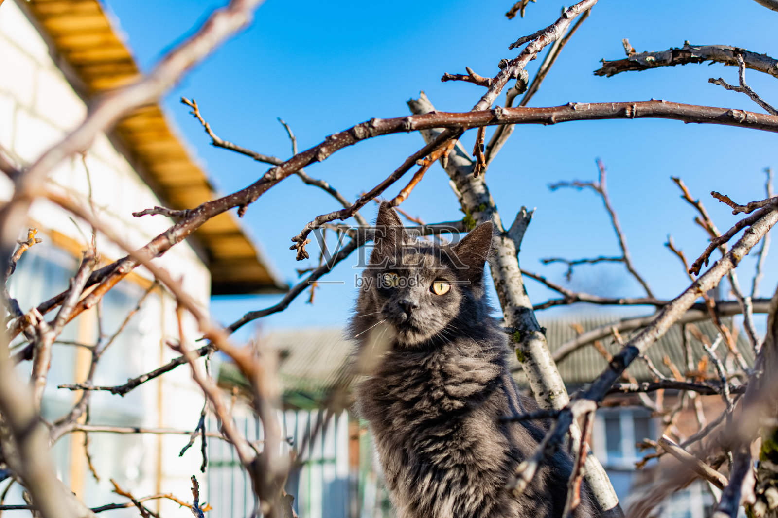 一只灰色的黑色缅因猫在花园里的枯枝间爬来爬去。照片摄影图片