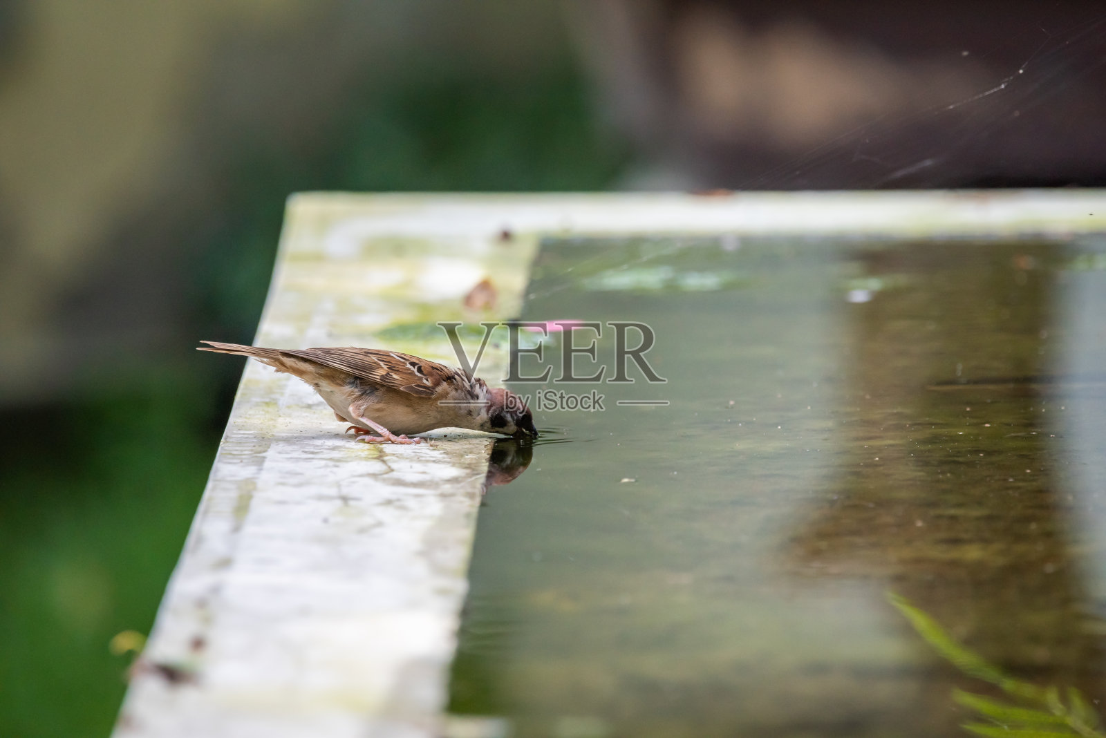 麻雀鸟在喷泉里喝水照片摄影图片