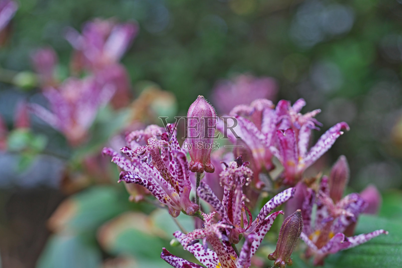 粉红色开花植物特写镜头照片摄影图片