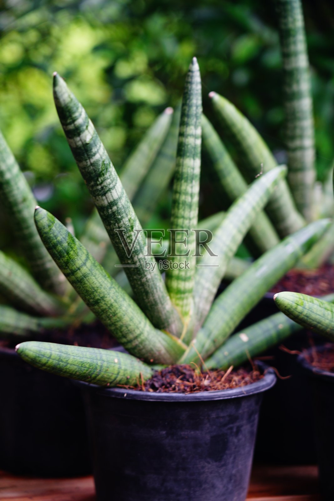 绿色桑塞维里亚西林德里卡在锅照片摄影图片