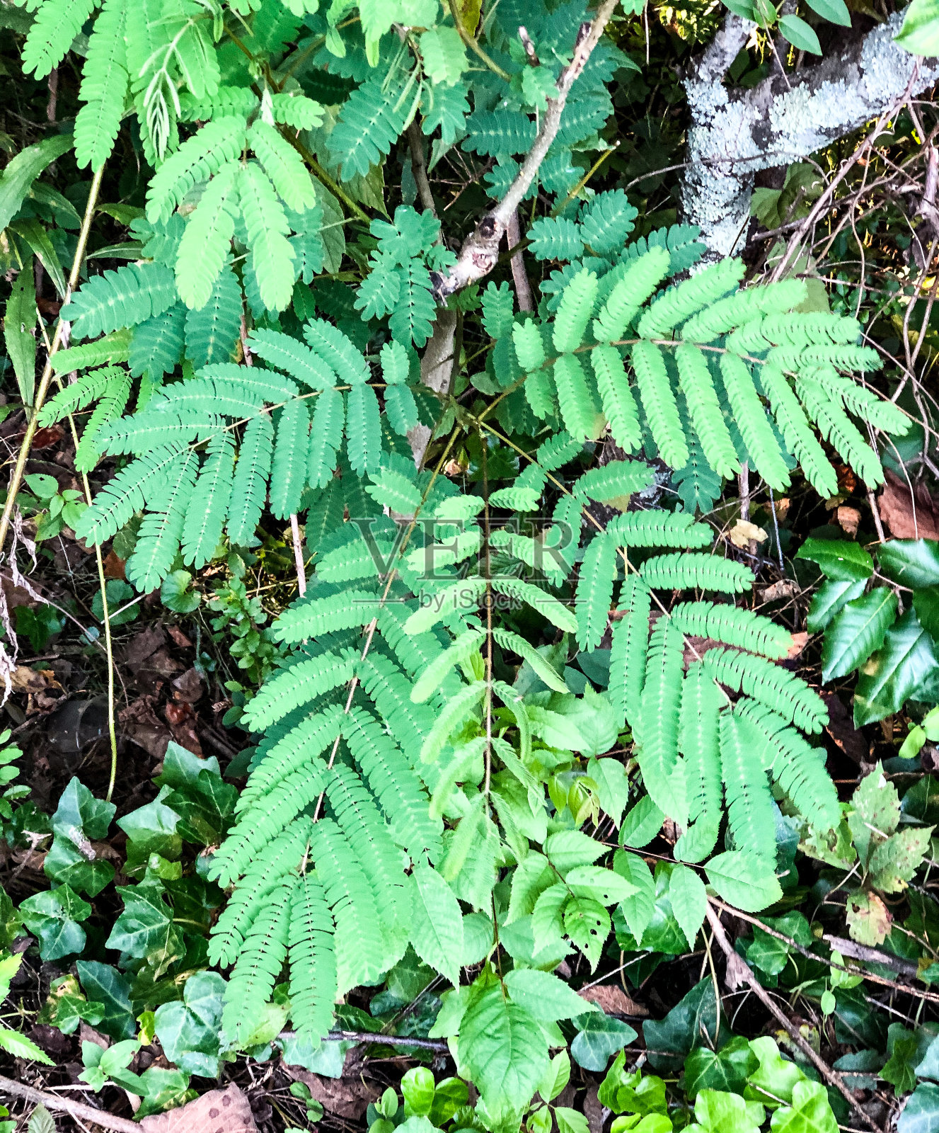 叶的背景照片摄影图片