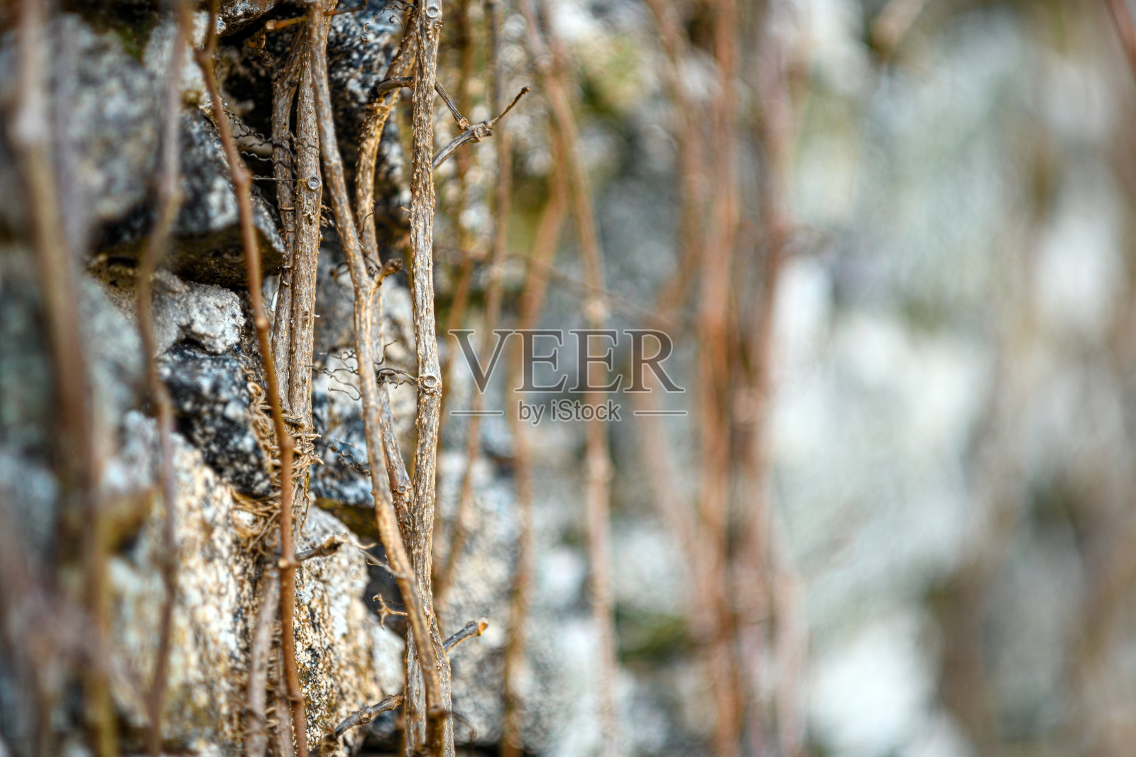 墙上的冬藤照片摄影图片