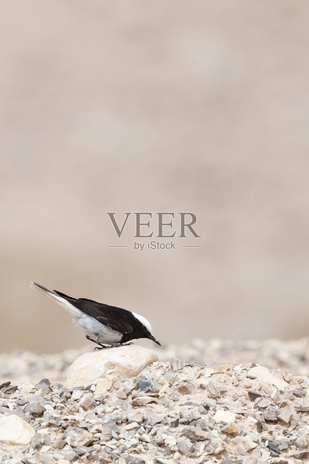 以色列的鸟类照片照片摄影图片