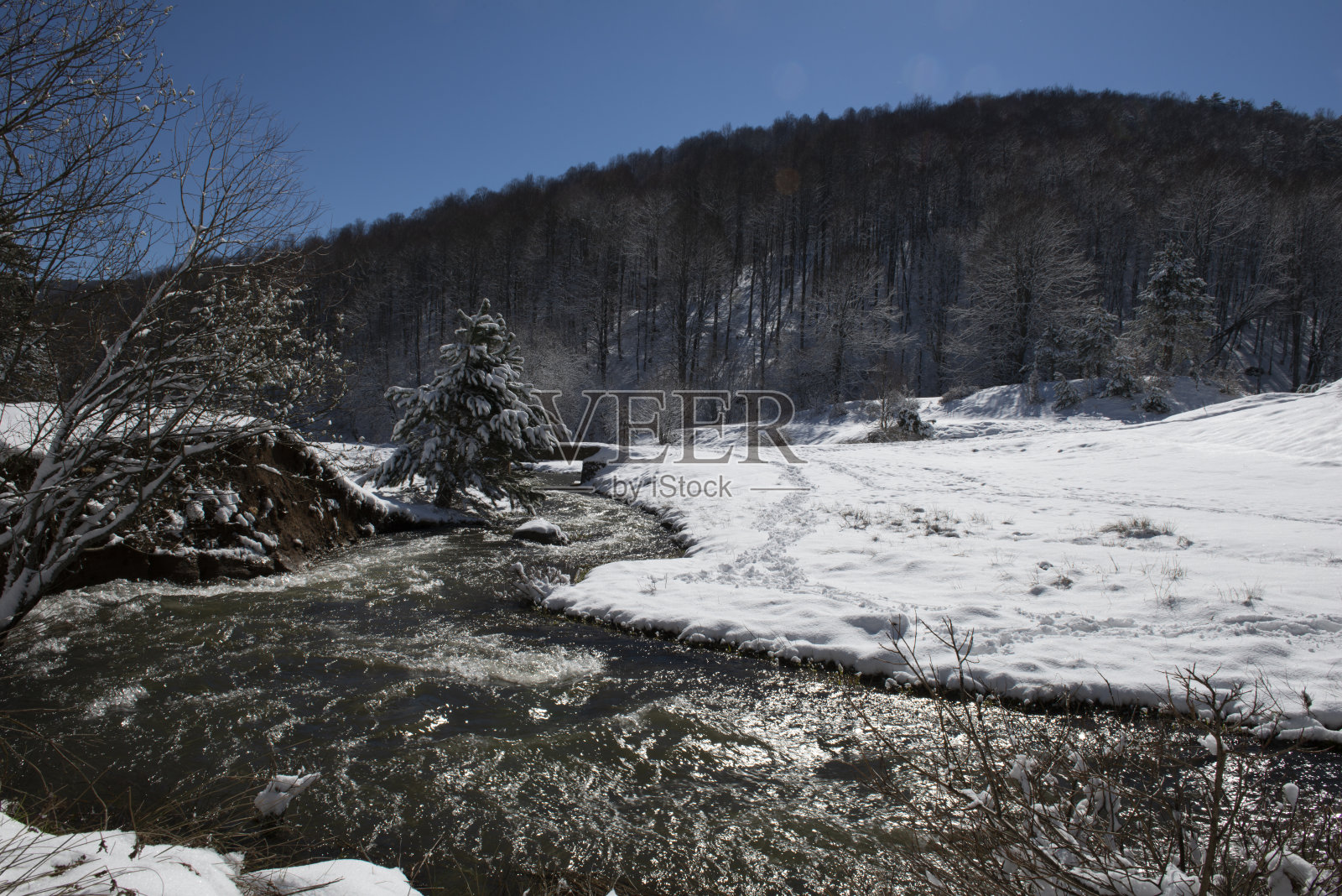 松树和冷杉林照片摄影图片