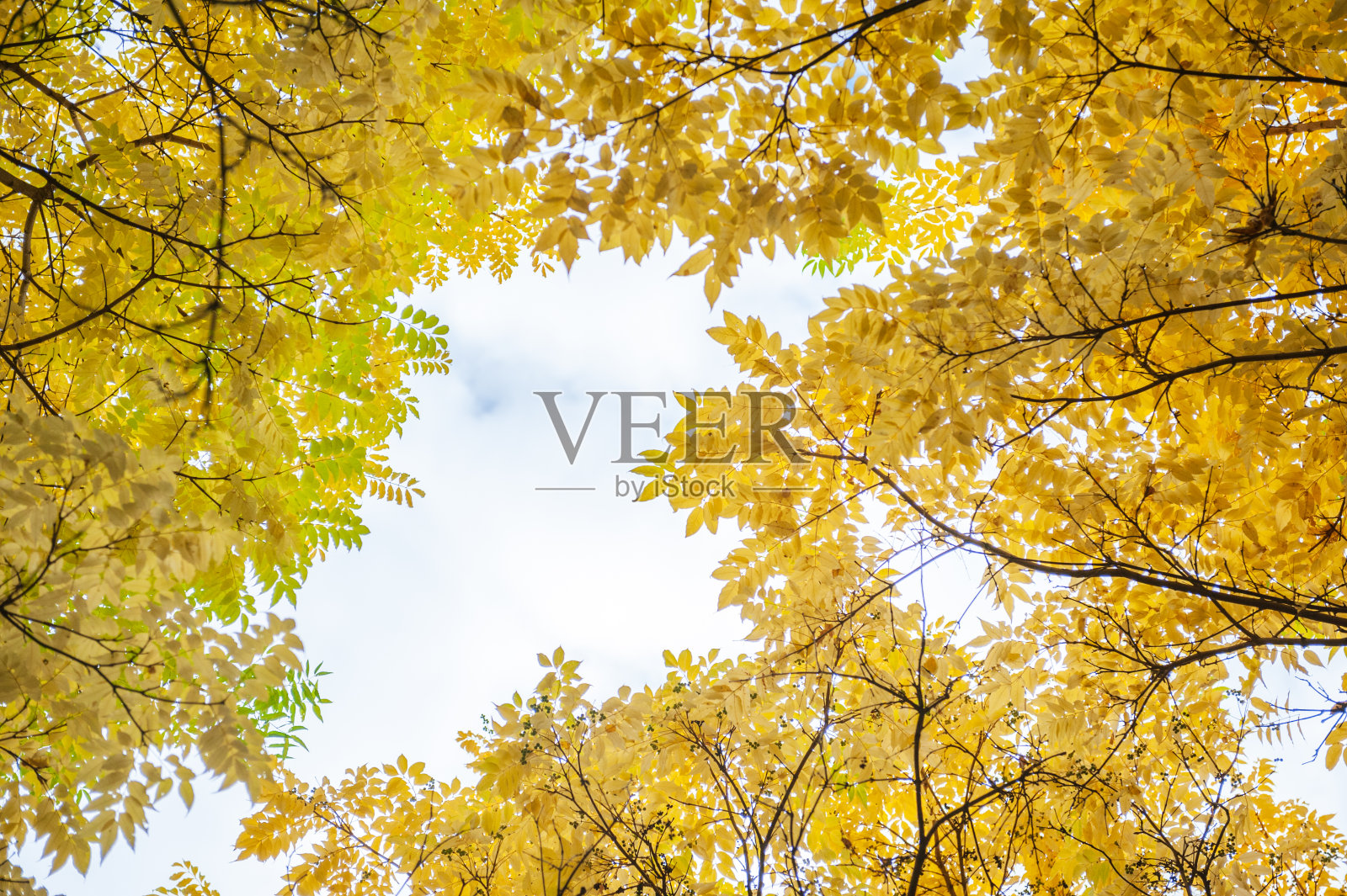 秋叶映着天空的画面照片摄影图片