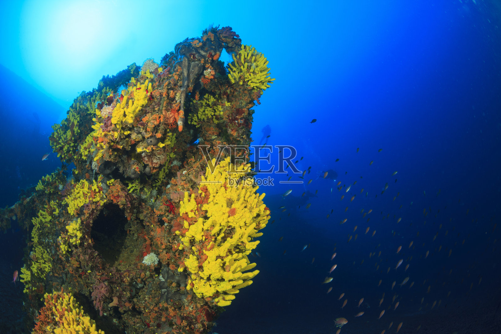 沉船潜水水下黄海海绵深海海洋生物地中海海水肺潜水员的观点照片摄影图片
