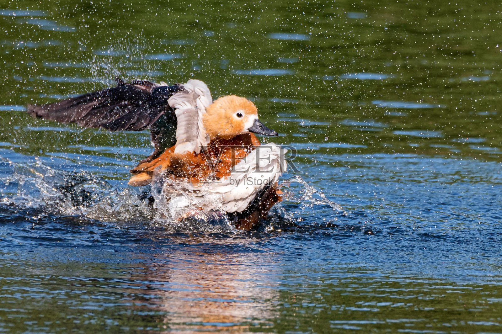 在湖里游泳的红壳鸭照片摄影图片