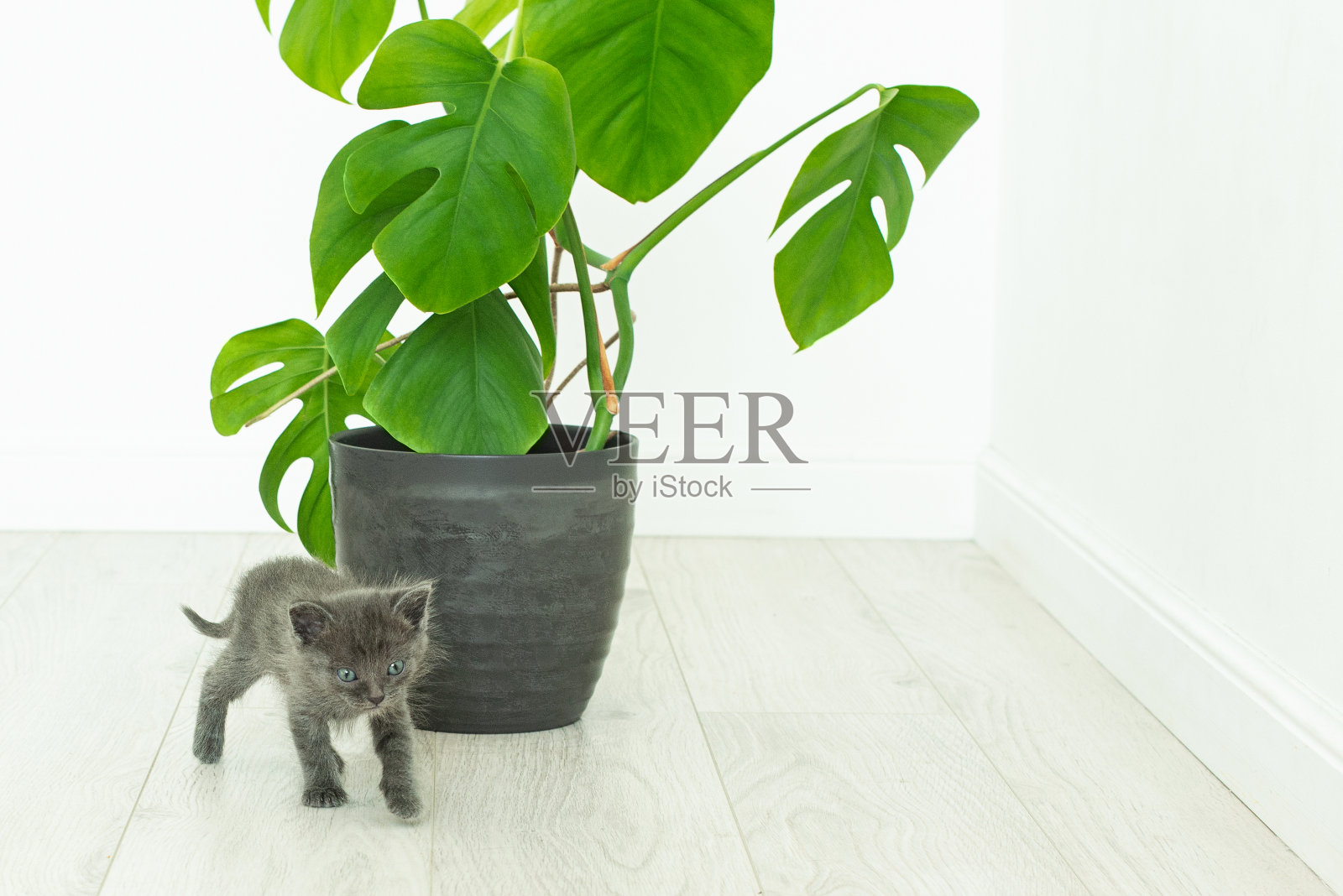 灰猫和家植物怪物。室内的盆花照片摄影图片