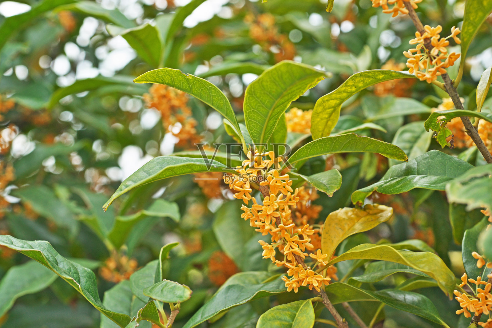 桂花照片摄影图片