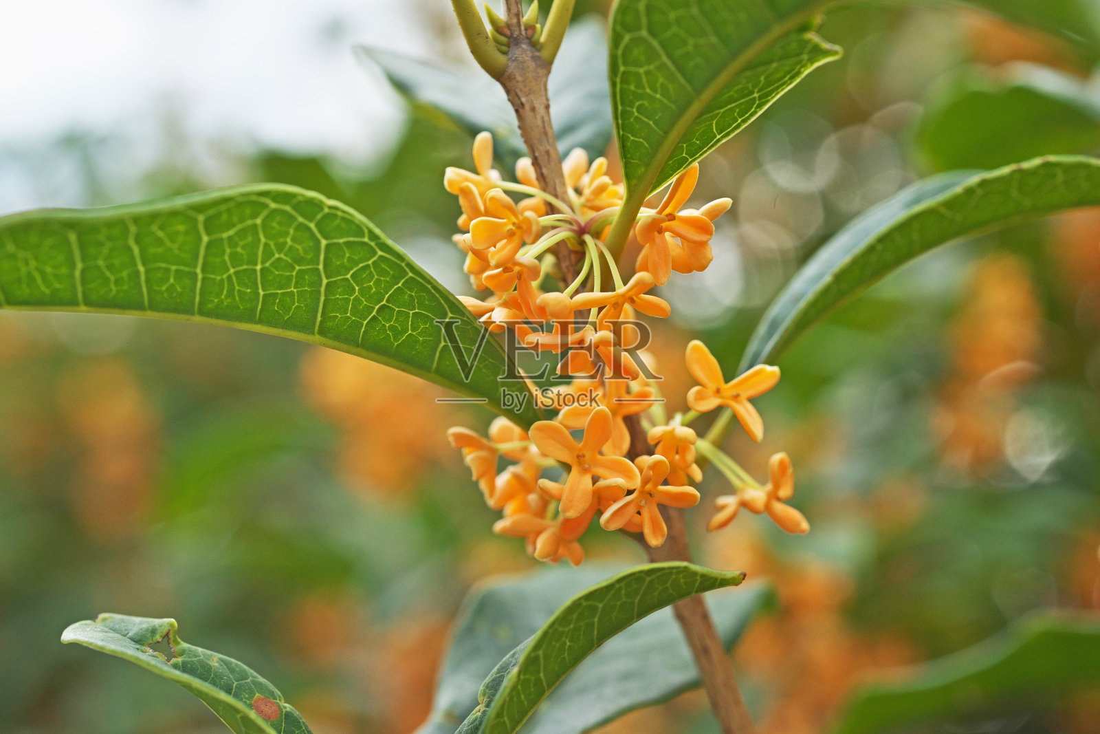 桂花照片摄影图片