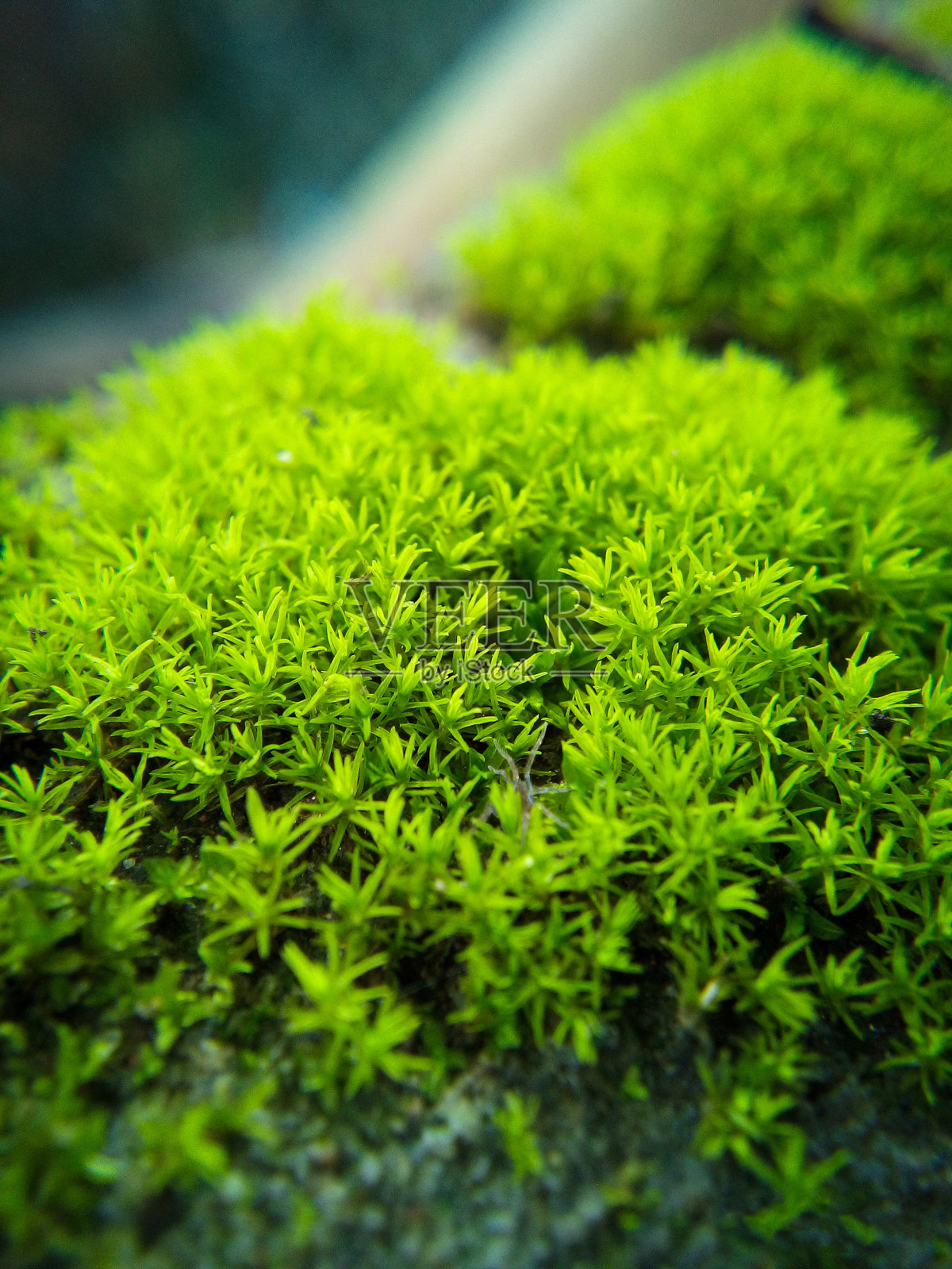 苔藓照片摄影图片