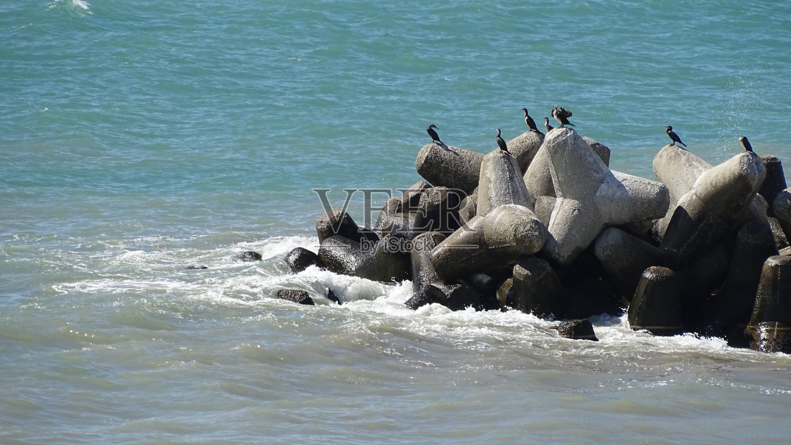 鸟类和岩石照片摄影图片