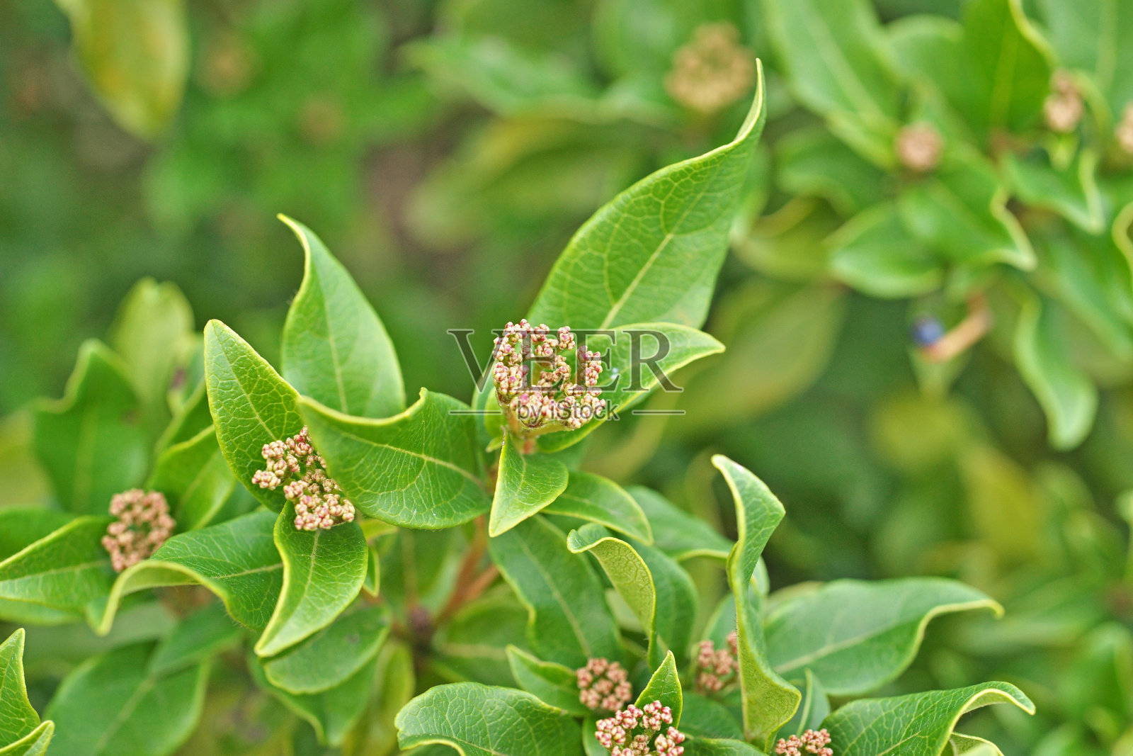亮叶荚蒾照片摄影图片