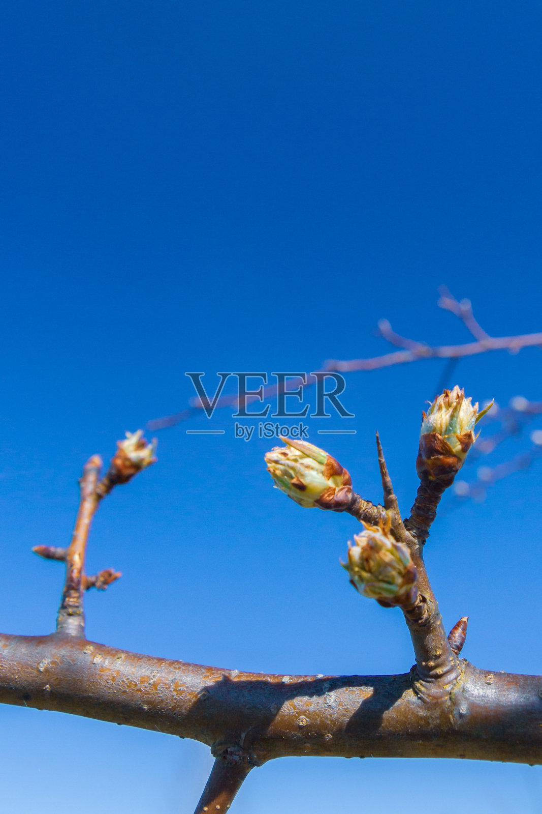 春天，花园里的一棵梨树上开满了花蕾照片摄影图片