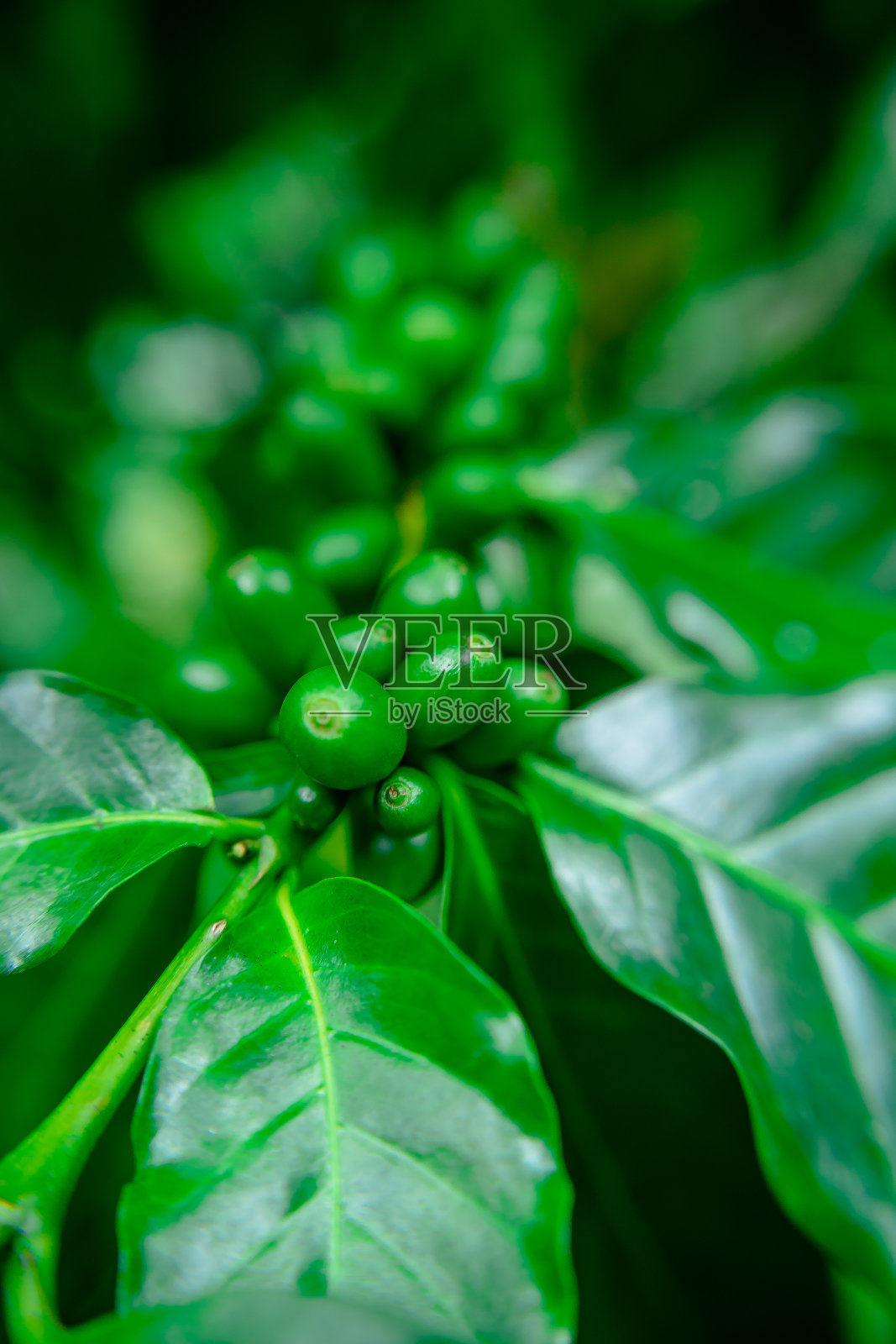 近距离观察自然树上的咖啡豆照片摄影图片