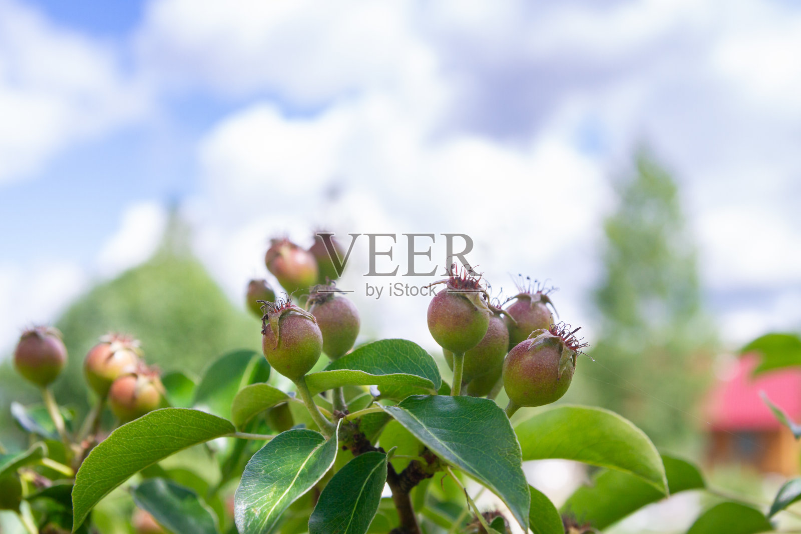 夏日里，树上的小梨在阳光明媚的日子里成熟照片摄影图片