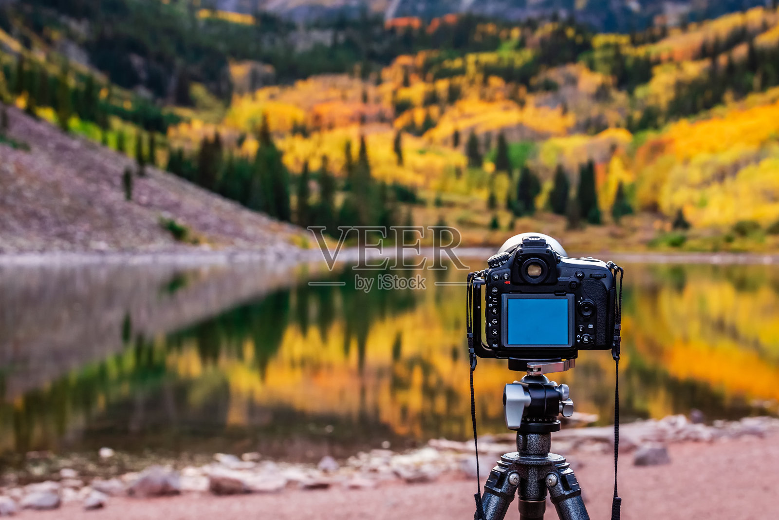 美国栗红钟雪地荒野照片摄影图片