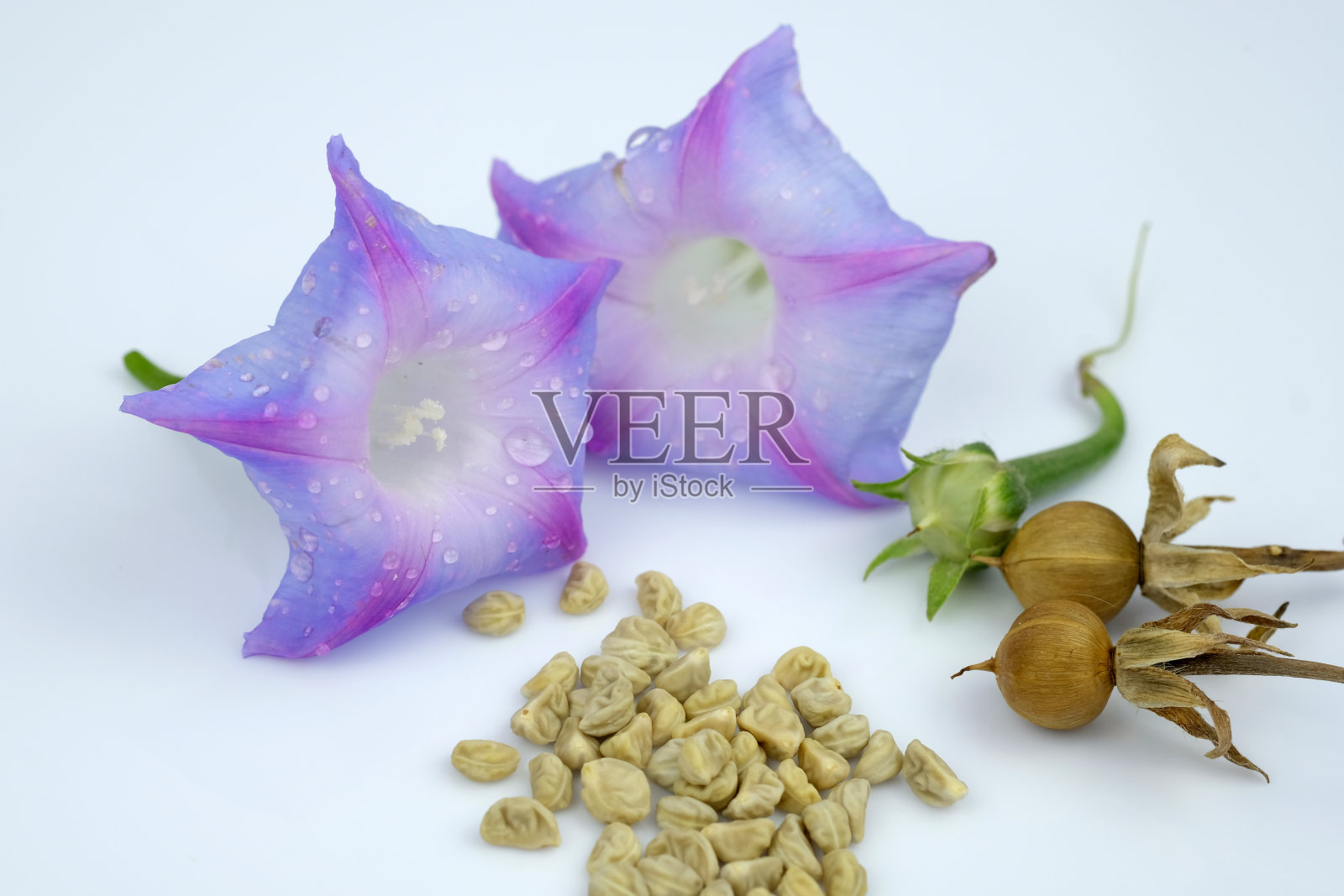 牵牛花的种子照片摄影图片
