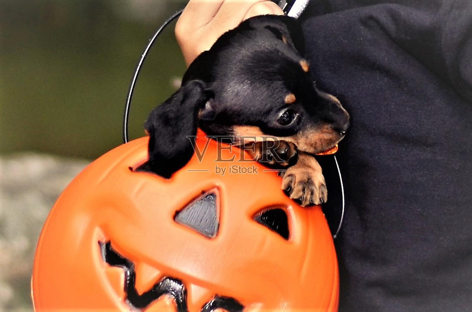 万圣节南瓜罐里装着一只狗狗小狗照片摄影图片
