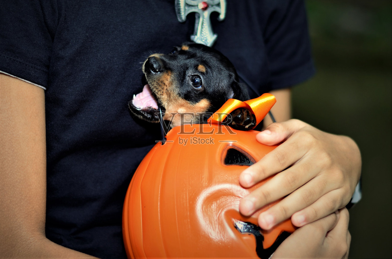 狗幼仔咬万圣节南瓜壶照片摄影图片