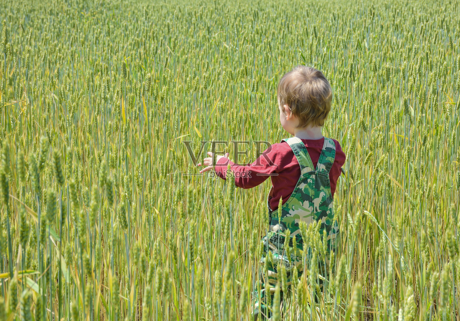 麦田里的小孩背对着观众站着。小孩在麦田里散步。麦田里，一个小男孩背对着观众照片摄影图片