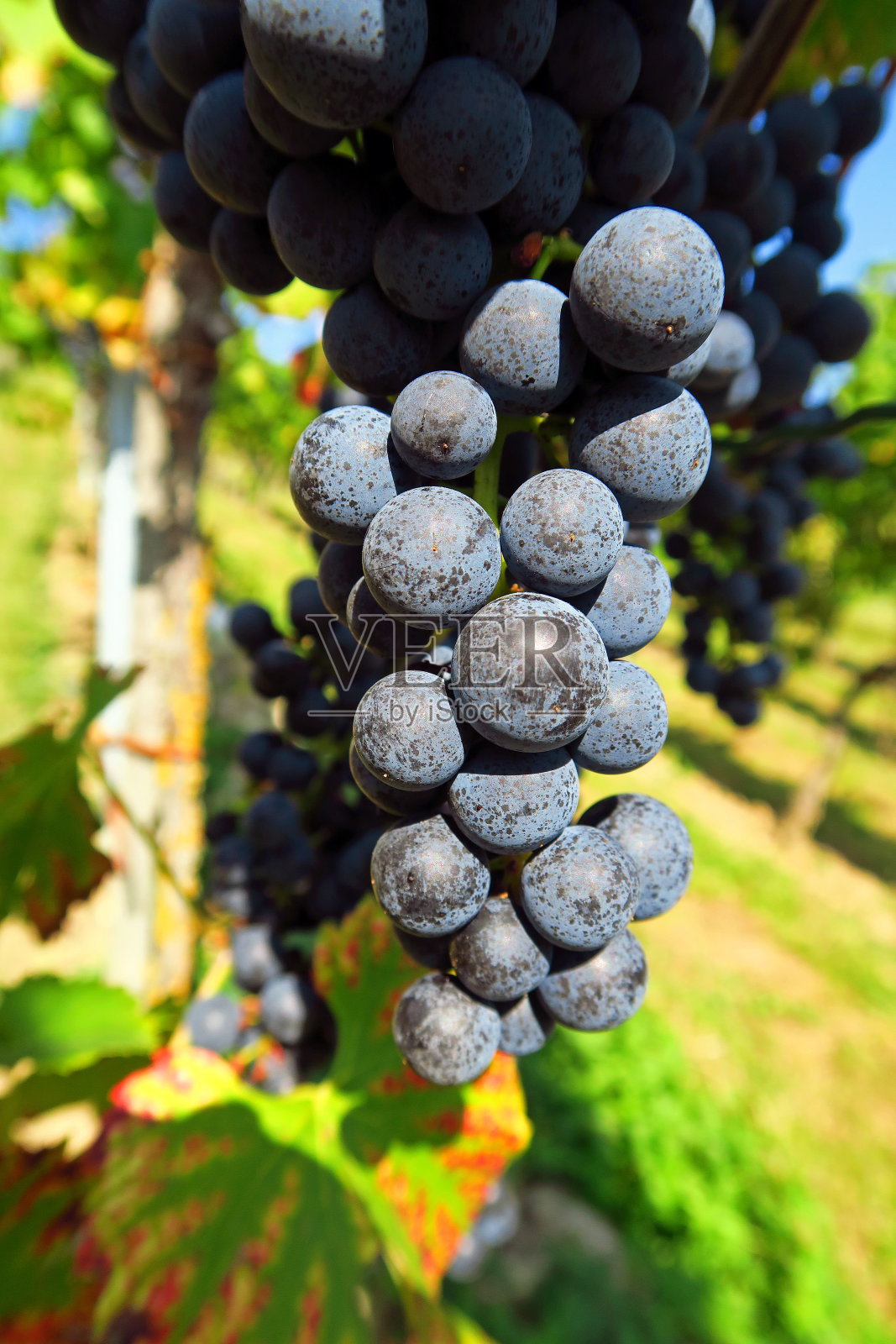 蓝色的葡萄照片摄影图片