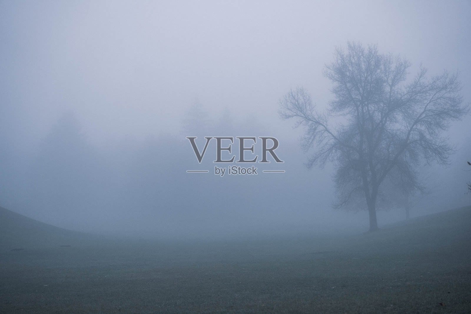 阿尔冈昆的大雾清晨照片摄影图片