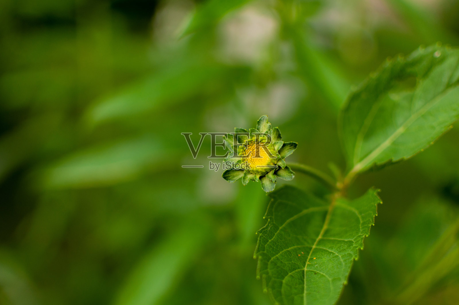 年轻的松果菊花蕾。照片摄影图片