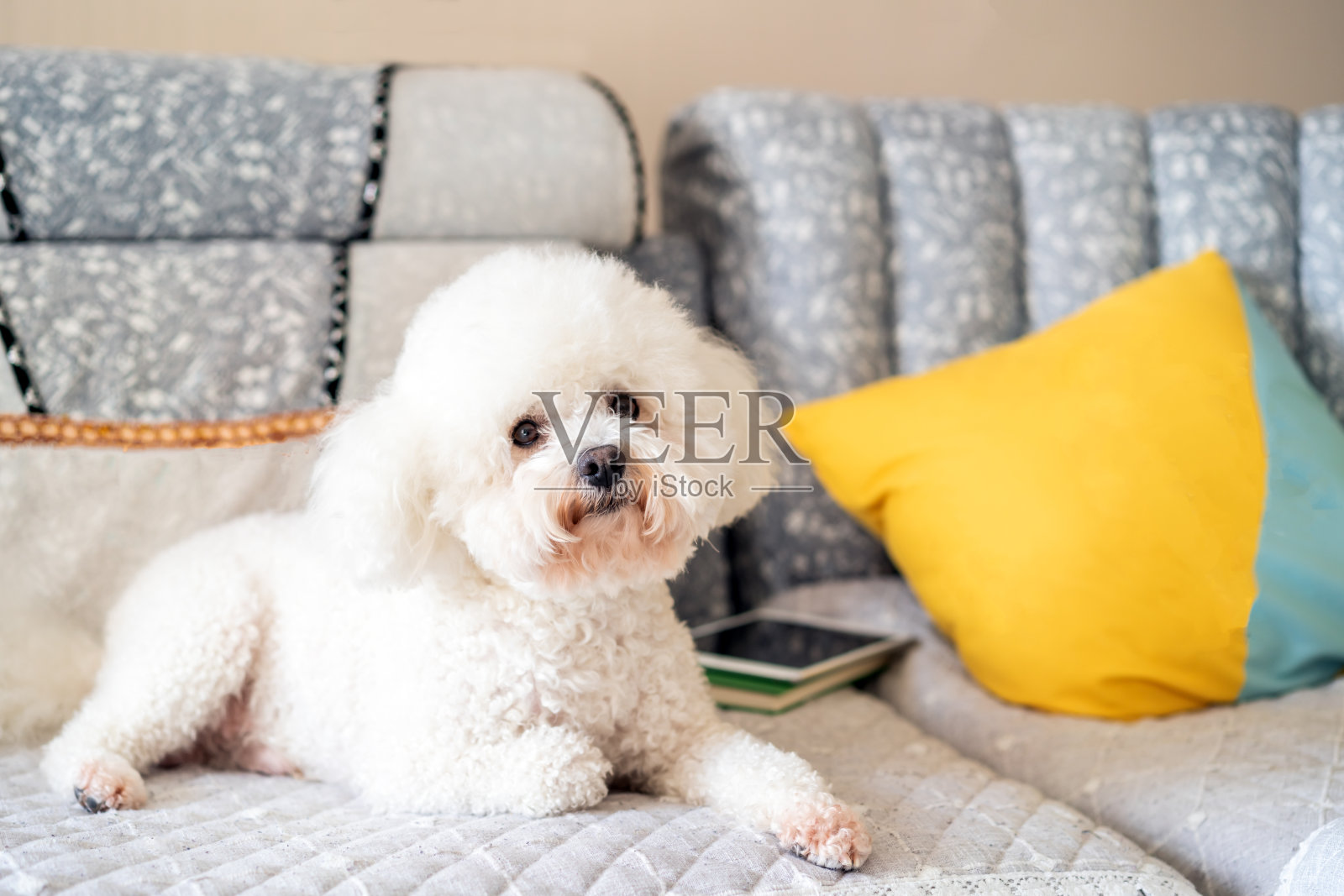 沙发上可爱的宠物狗照片摄影图片