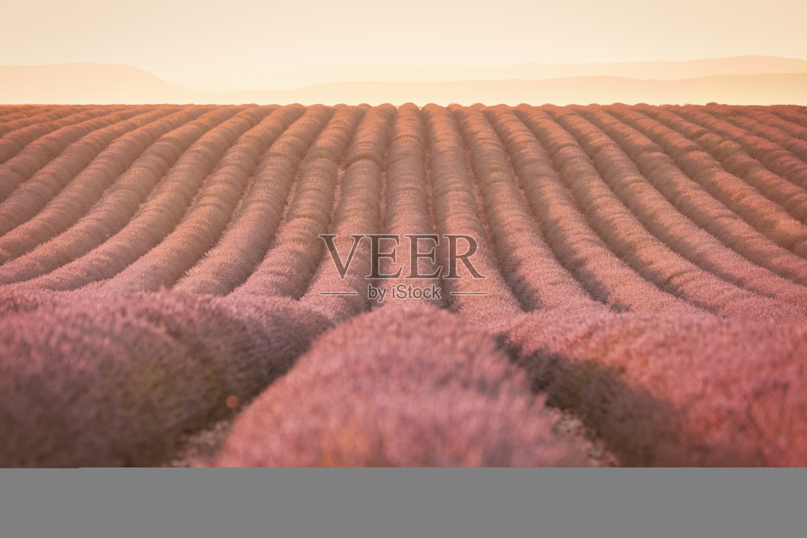 澳大利亚普罗旺斯穆迪日落之光的瓦伦索薰衣草田照片摄影图片