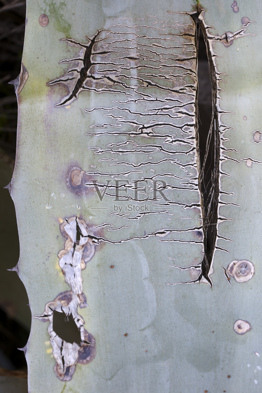 龙舌兰和芦荟植物照片摄影图片