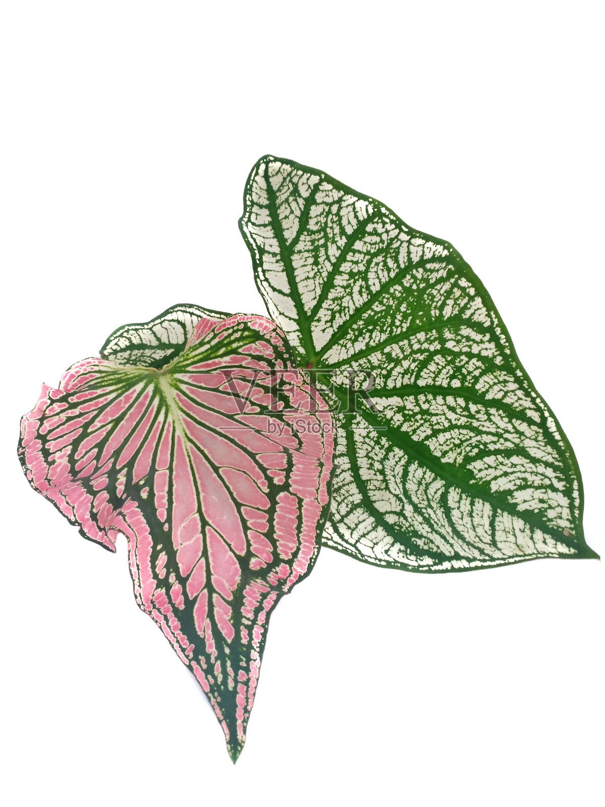 绿色和粉红色的叶孤立在白色的背景。照片摄影图片