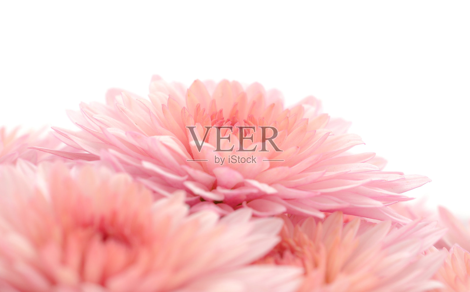 菊花的花。照片摄影图片