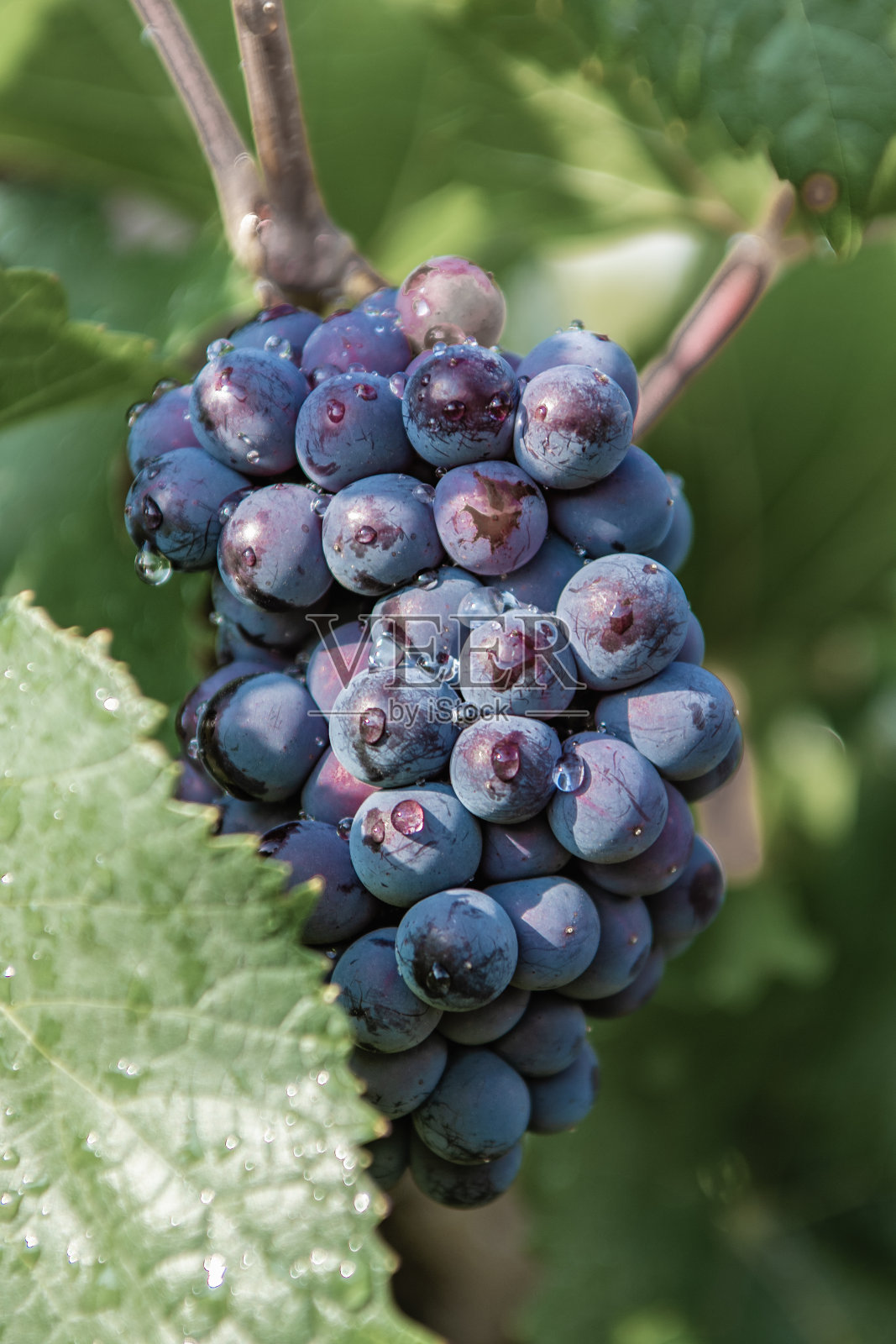 夕阳下的一串葡萄照片摄影图片
