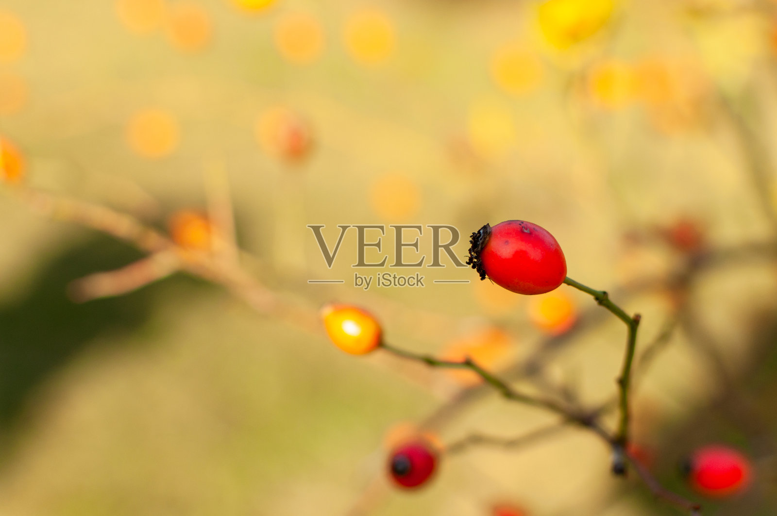 野玫瑰果水果。照片摄影图片