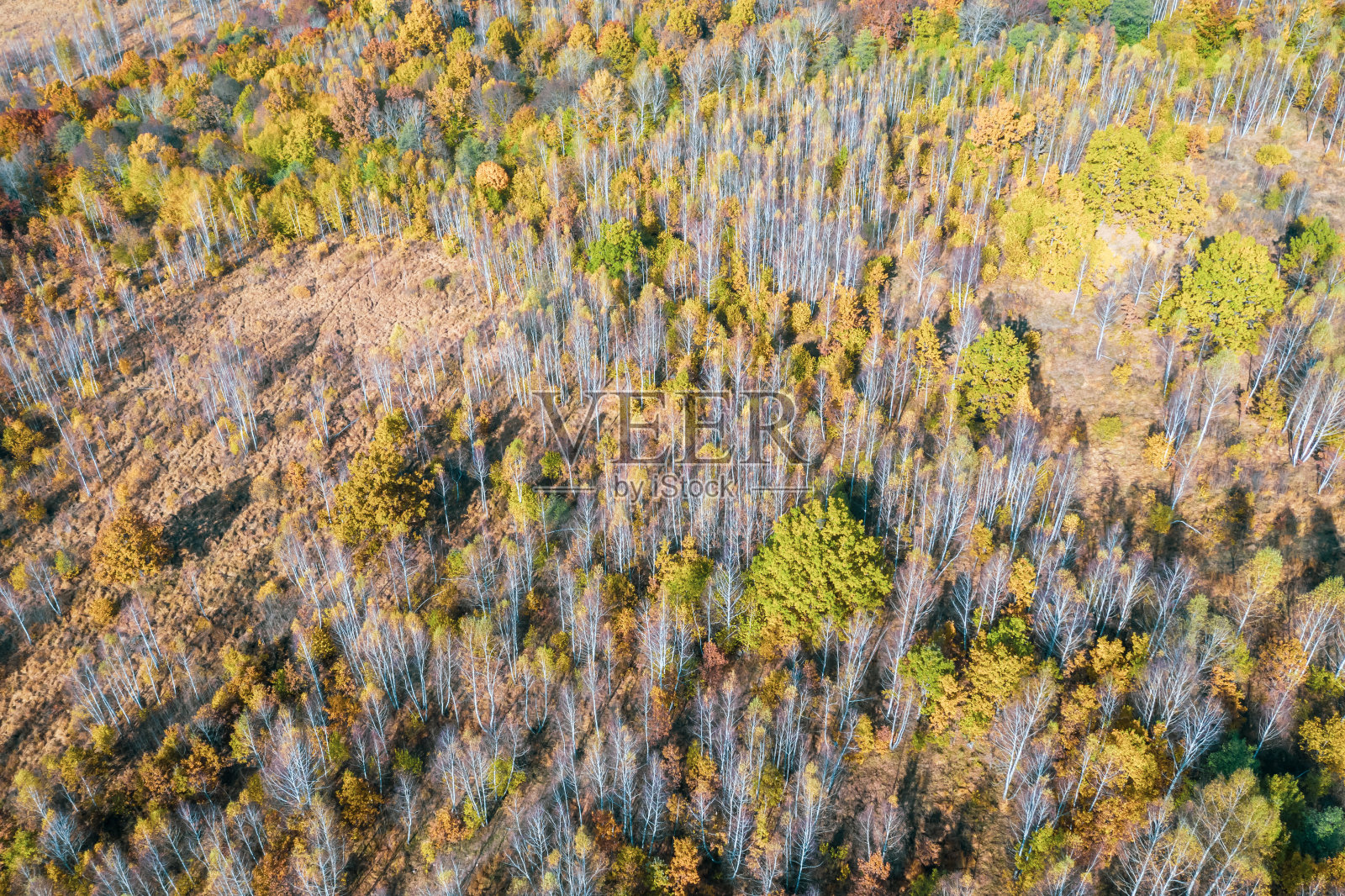 鸟瞰图在秋季桦树森林。有白色树皮的黄色桦树。秋天美丽的色彩。森林里生锈的树叶。西伯利亚秋天的风景。飞过秋天的森林。照片摄影图片