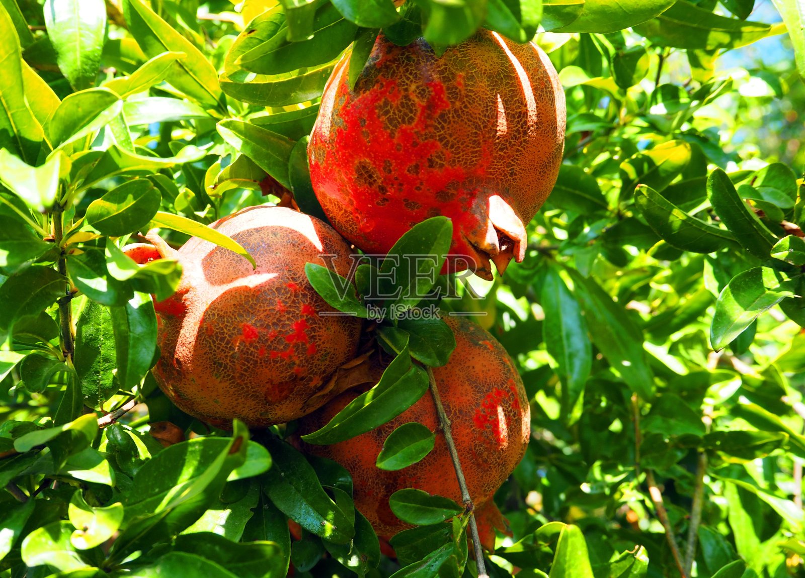 石榴的果实长在树上。照片摄影图片