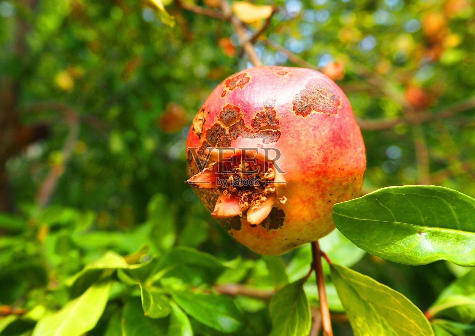 石榴的果实长在树上。照片摄影图片