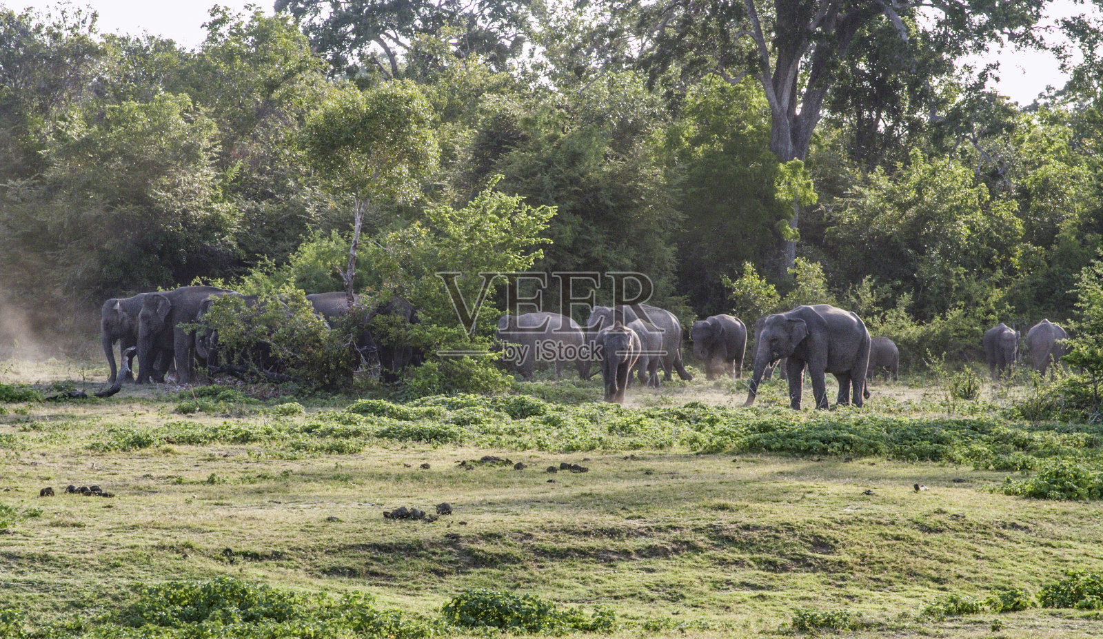 丛林里的野生大象照片摄影图片