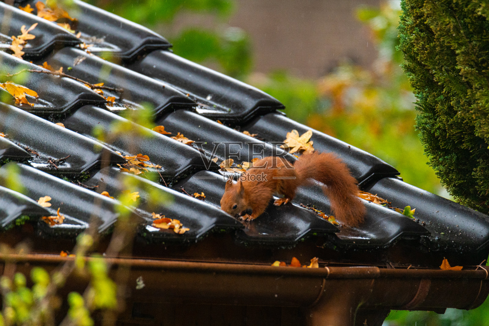 在一个潮湿的秋天，一只松鼠从一个小房子的屋顶上跑过照片摄影图片