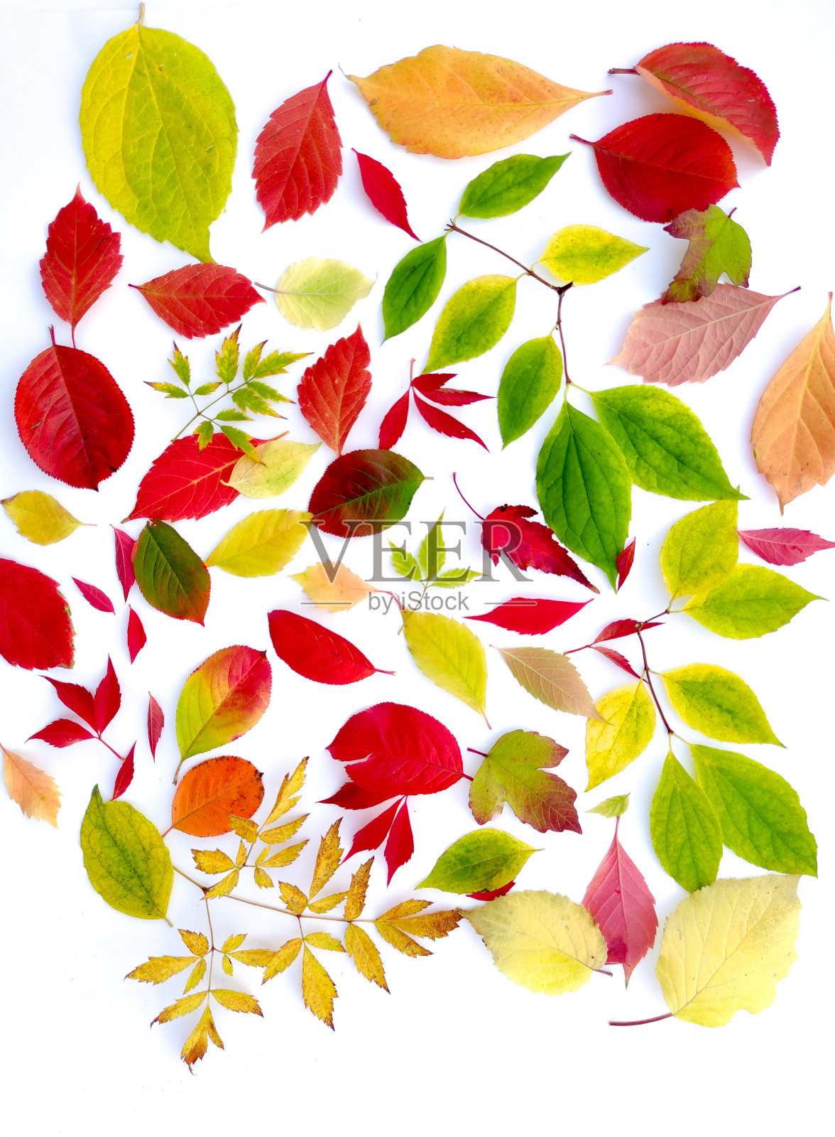 收集不同树木的秋叶。照片摄影图片