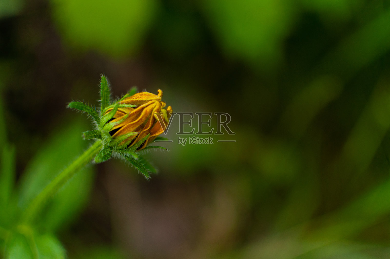 年轻的松果菊花蕾。照片摄影图片