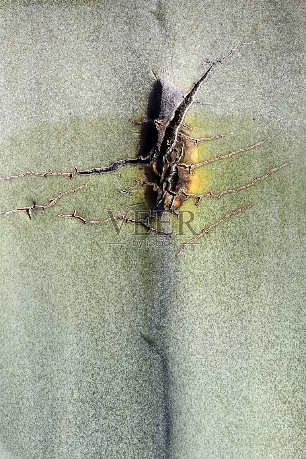 龙舌兰和芦荟植物照片摄影图片