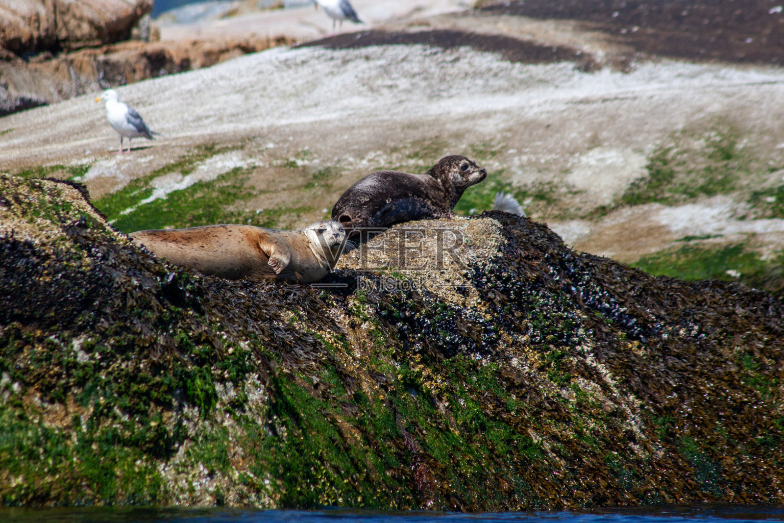 在英属哥伦比亚的阳光海岸，两只海豹坐在岩石上晒太阳照片摄影图片