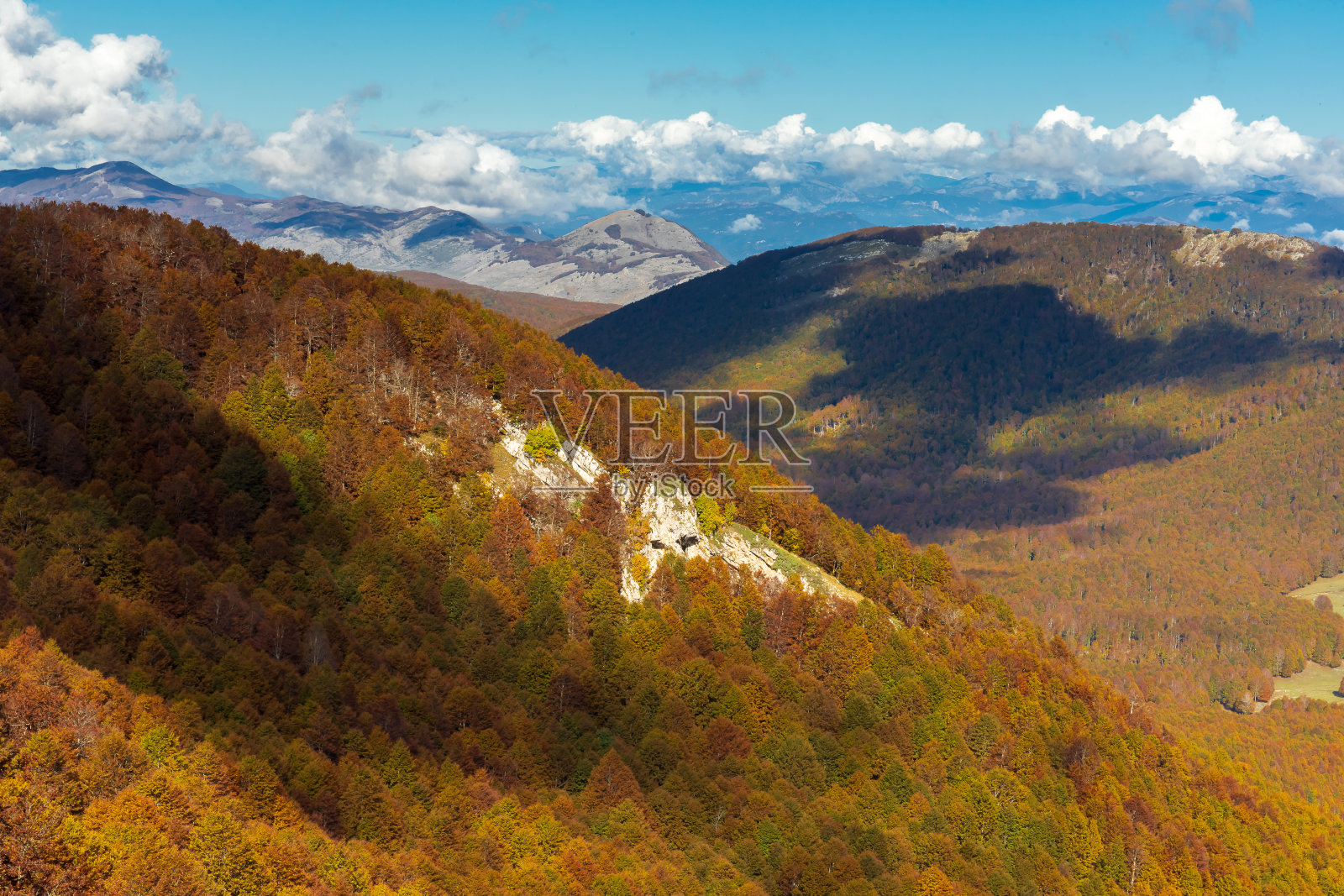 秋天的山毛榉林。棕色和树叶照片摄影图片